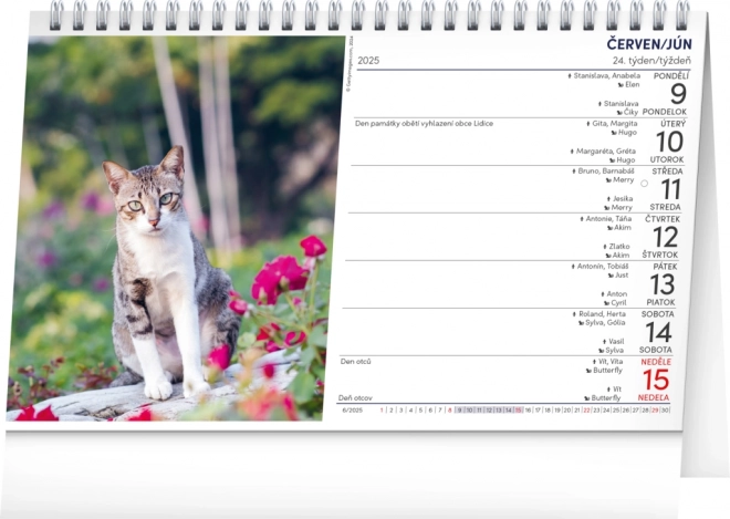 Notique Tischkalender Katzen 2025 CZ/SK