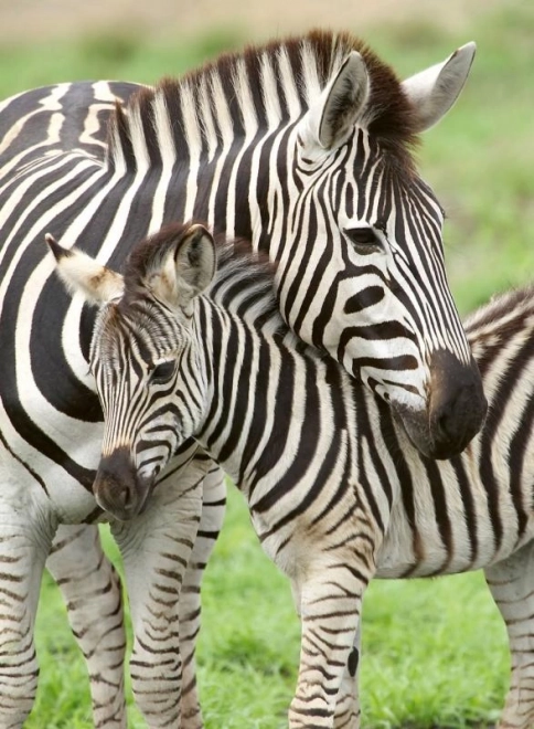 Ravensburger Puzzle Zebras für Kinder