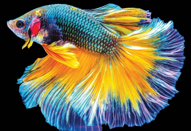 Interdruk Puzzle Bunte Natur: Fisch 250 Teile