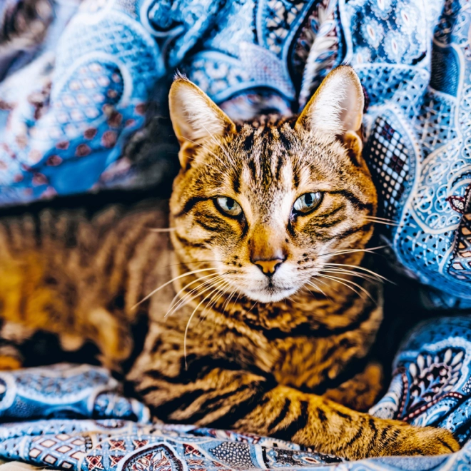 Schöne Katzenfotos jeden Monat