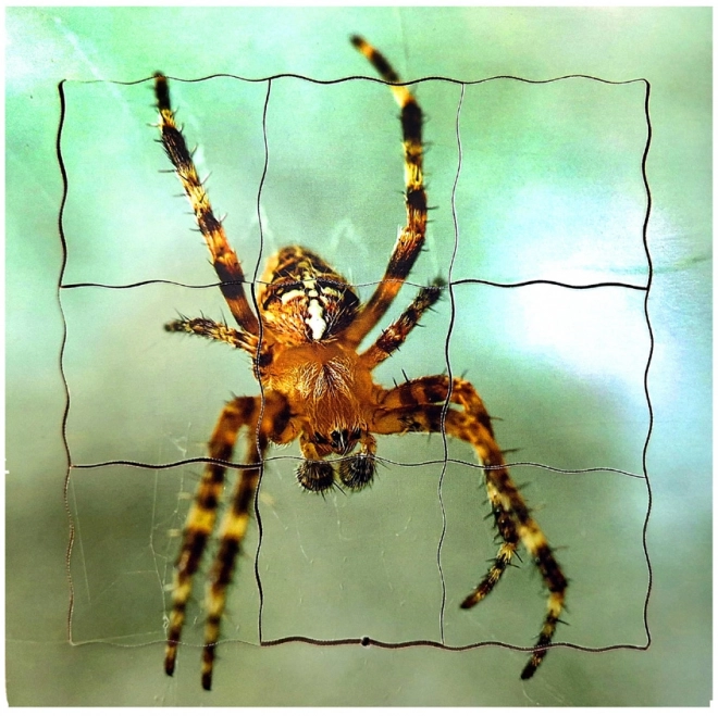 Just Jigsaws Holzpuzzle - Der Lebenszyklus der Spinne