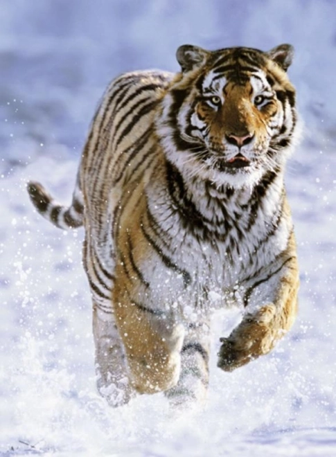 Tiger im Schnee 500 Teile Puzzle