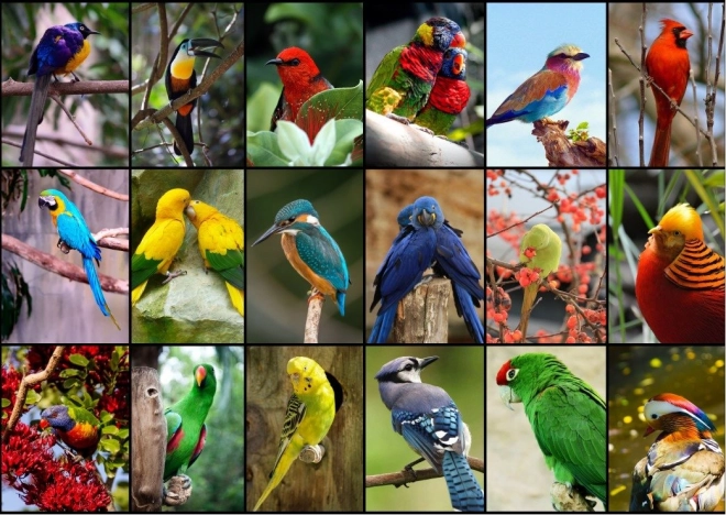 Puzzle Die schönsten Vögel der Welt 1500 Teile