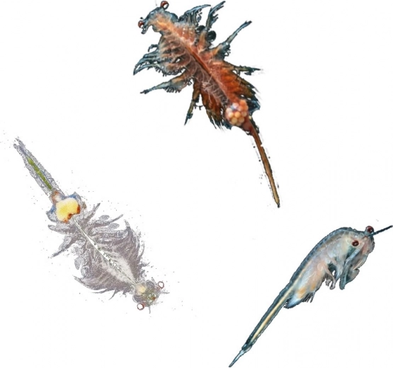 Ideal für Kinder von 8–12 Jahren