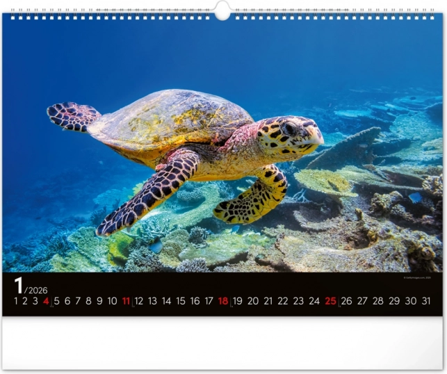 Wandkalender Unterwasserwelt 2026