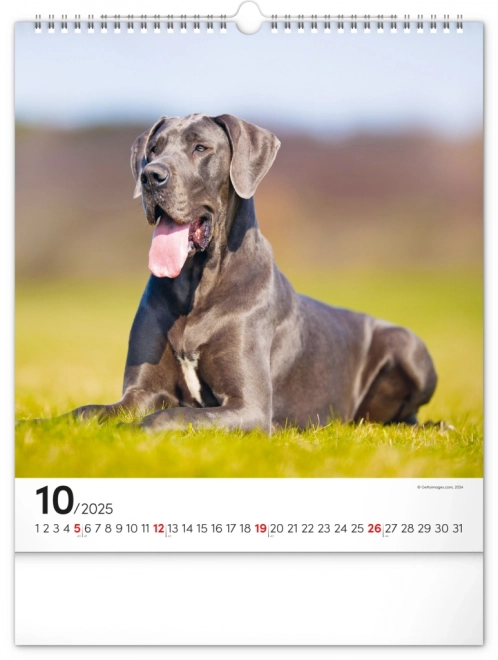 Notique Wandkalender Hunde 2025