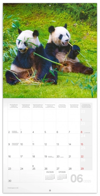 Notique Notizkalender PANDAS 2025