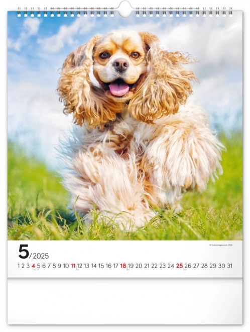 Notique Wandkalender Hunde 2025