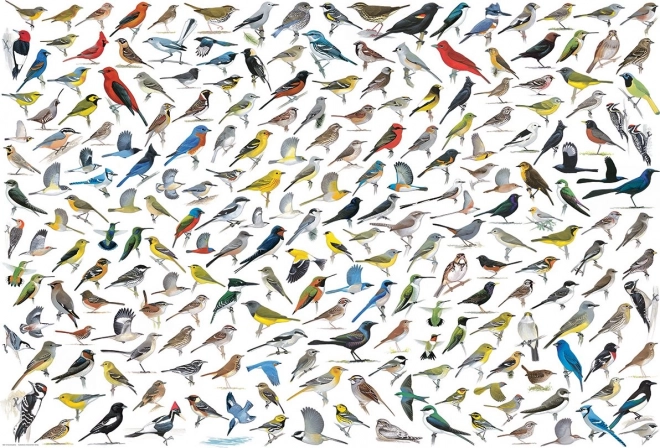 Eurographics Puzzle Welt der Vögel 2000 Teile
