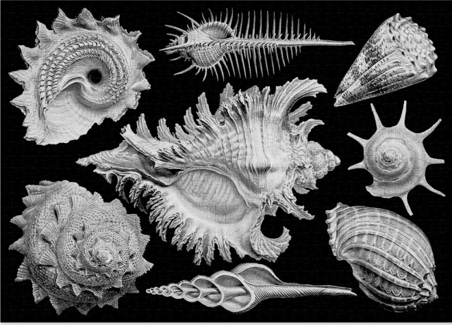 Puzzle 1000 Teile Shells von Cloudberries
