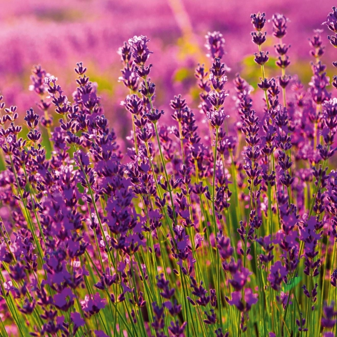 Notizkalender Provence 2026