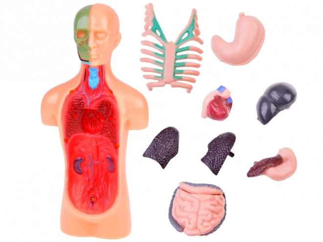 Mini Anatomie Modell Menschlicher Körper mit Organen