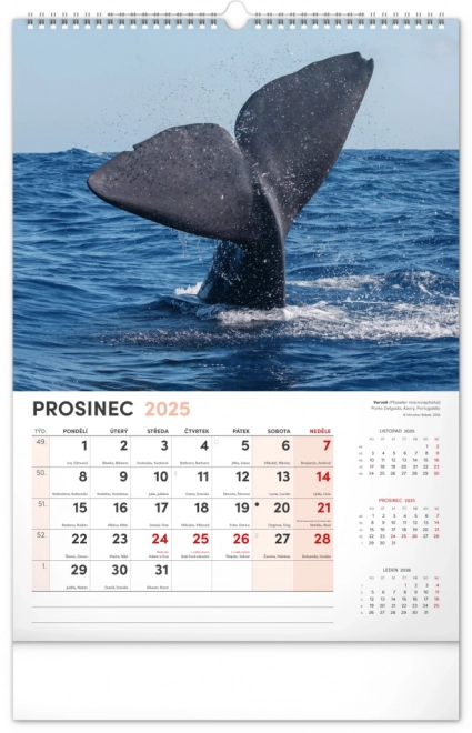 Wandkalender Faszinierende Tiere 2025