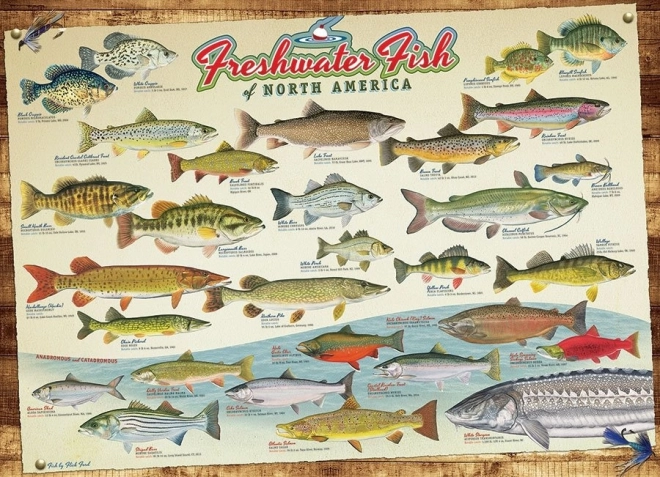 Cobble Hill Puzzle Fische Nordamerikas 1000 Teile