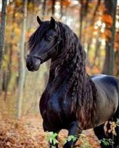 Diamantmalerei - Schwarzes Pferd