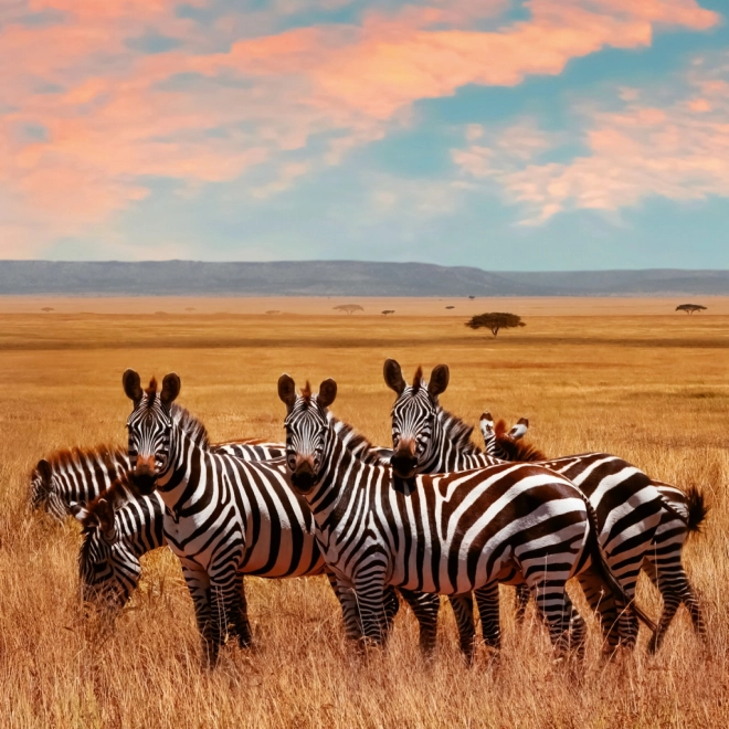 Notizkalender Wilde Tiere 2026