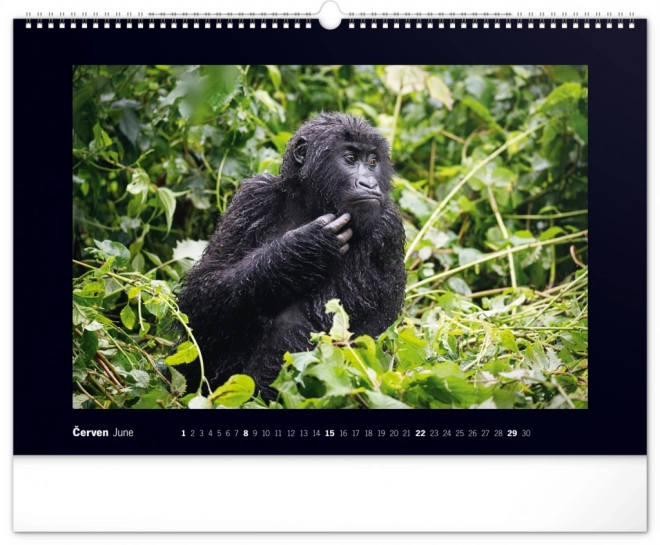 Notique Wandkalender Majestätische Gorillas 2025