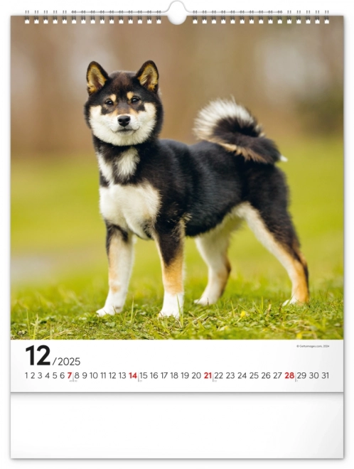 Notique Wandkalender Hunde 2025