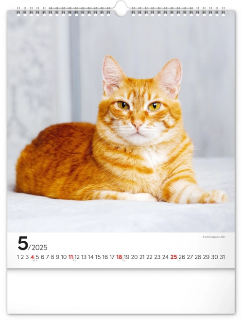 Notique Wandkalender Katzen 2025