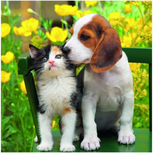 Idealer Schwierigkeitsgrad: 55 Teile