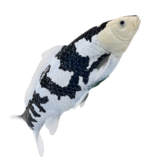 Mojo Karpfen Koi Shiro Utsuri