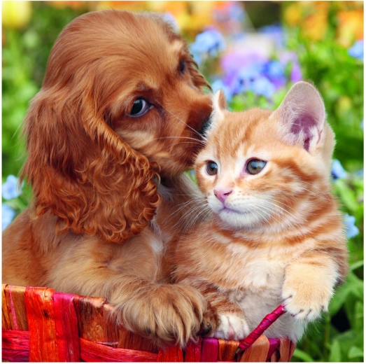 Drei niedliche Motive in einer Packung