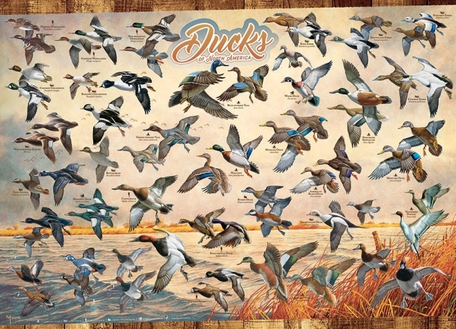 Puzzle Nordamerikanische Enten 1000 Teile