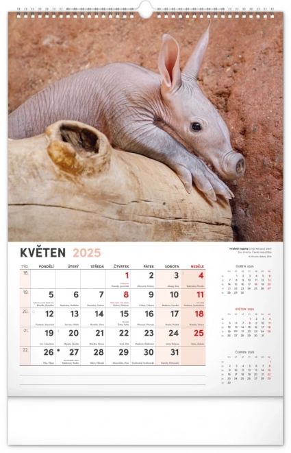 Wandkalender Faszinierende Tiere 2025