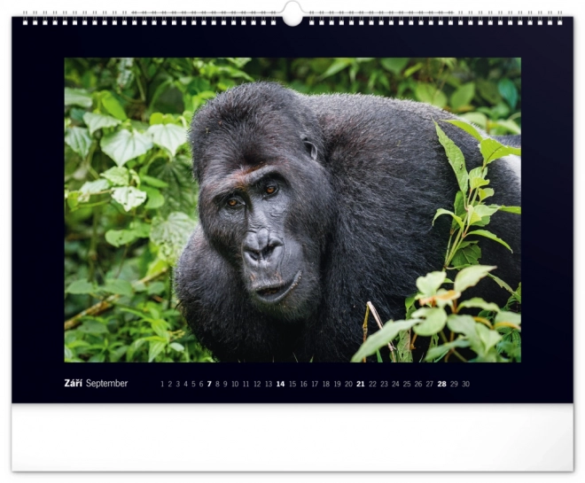 Notique Wandkalender Majestätische Gorillas 2025