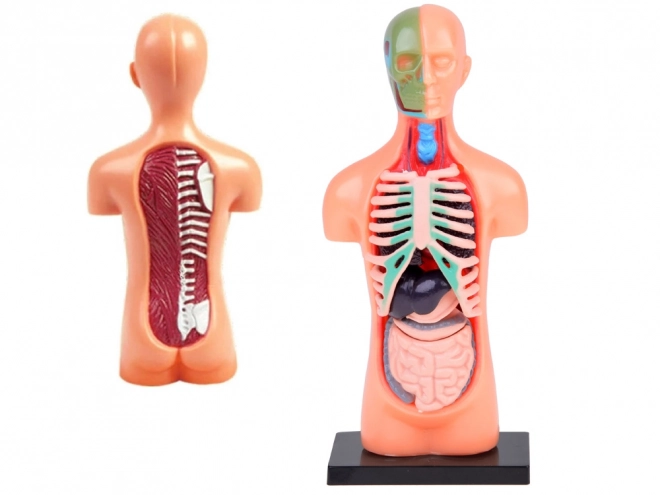 Mini Anatomie Modell Menschlicher Körper mit Organen