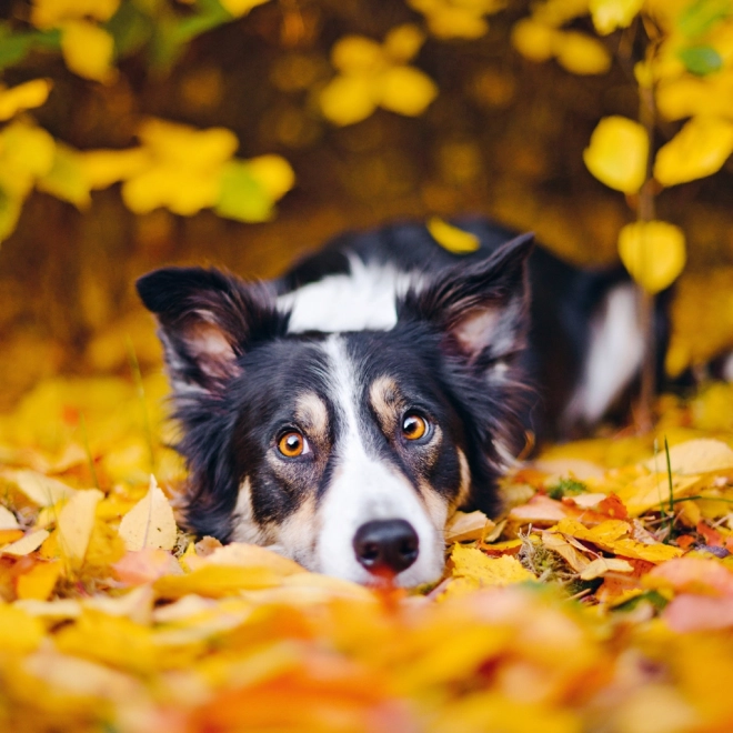 Notique Wandkalender Hunde 2025