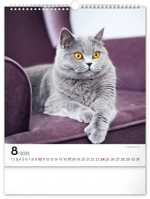 Notique Wandkalender Katzen 2025