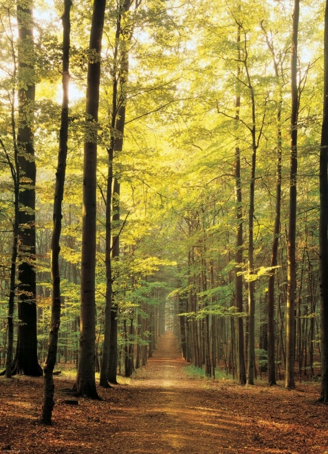 EUROGRAPHICS Puzzle 1000 Teile – Waldweg