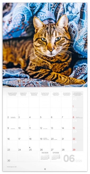 Notique Katzenkalender 2025