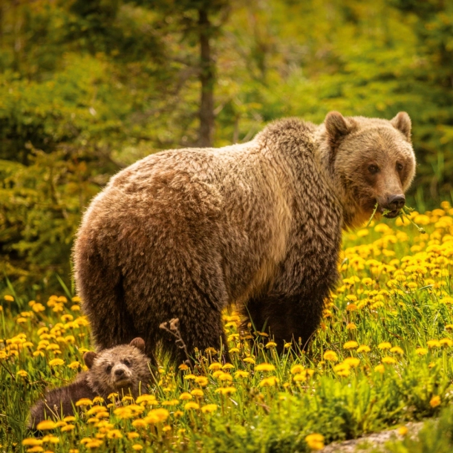 Notizkalender Wilde Tiere 2026