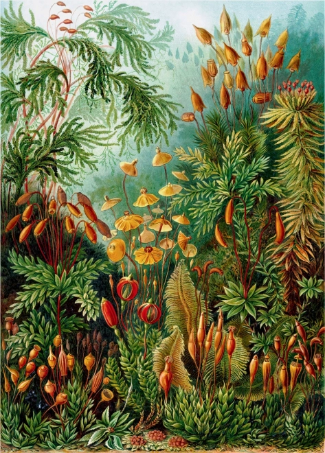 Good Loot Puzzle Imagination: Ernst Haeckel - Muscinae 1000 Teile