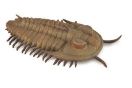 Collecta Redlichia Rex Trilobit