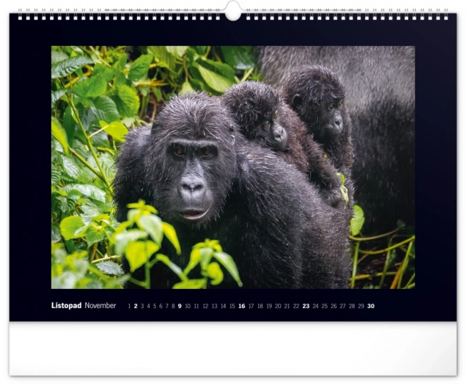 Notique Wandkalender Majestätische Gorillas 2025