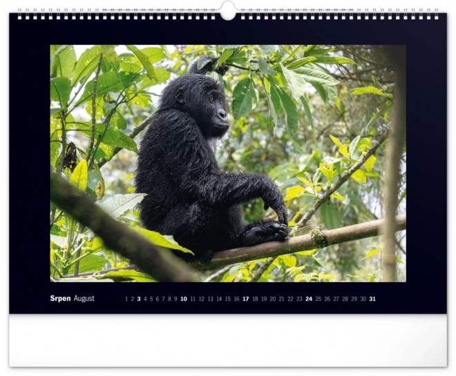 Notique Wandkalender Majestätische Gorillas 2025