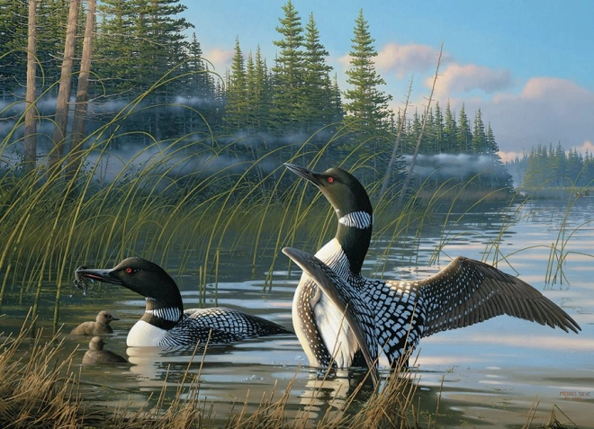 Einzigartiges Motiv von Seetauchern in der Natur