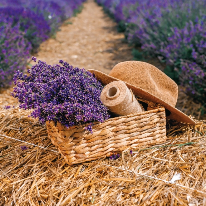 Notizkalender Provence 2026