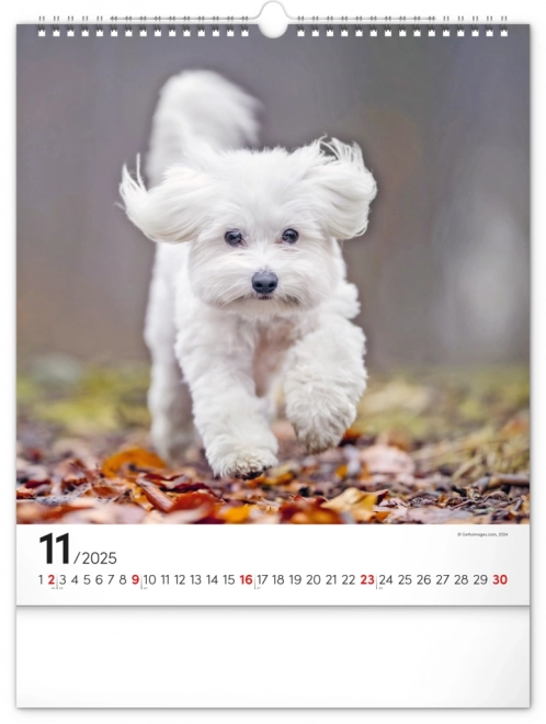 Notique Wandkalender Hunde 2025