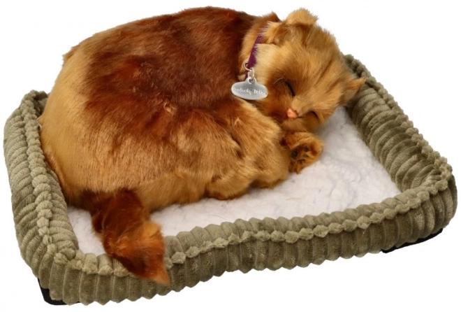 Adoptiere mich Türkische Angora Katze
