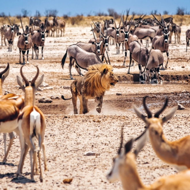 Notizkalender Wilde Afrika 2025