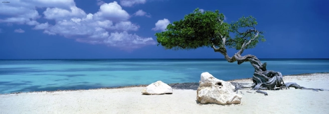 Panoramapuzzle Divi-Divi-Baum auf Aruba 1000 Teile HEYE