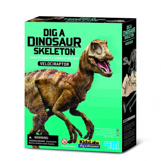 Dinosaurierskelett Velociraptor