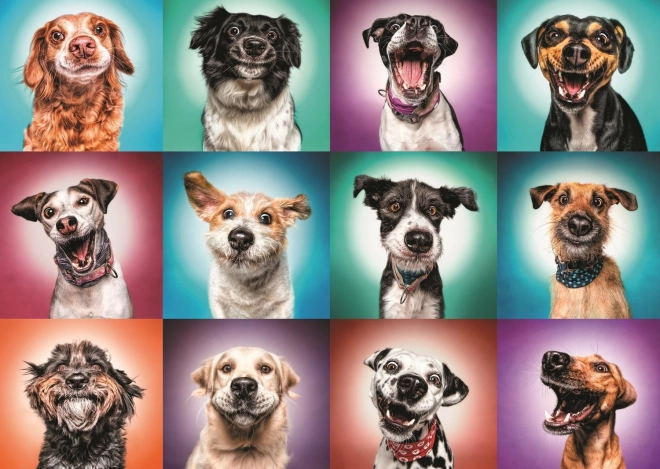 Lustige Hundefotografien Puzzle