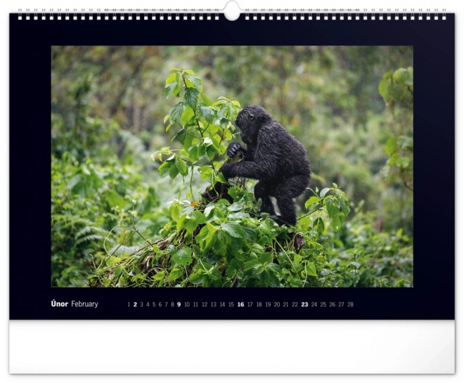 Notique Wandkalender Majestätische Gorillas 2025