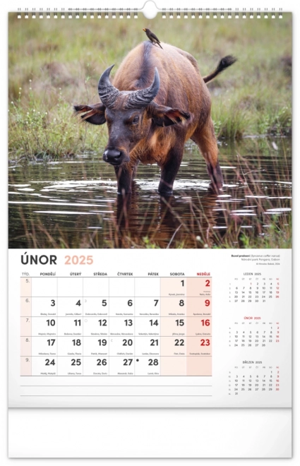 Wandkalender Faszinierende Tiere 2025