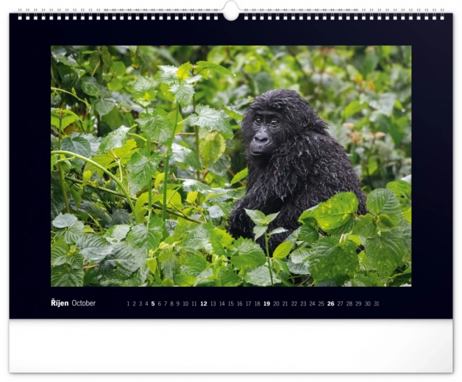 Notique Wandkalender Majestätische Gorillas 2025